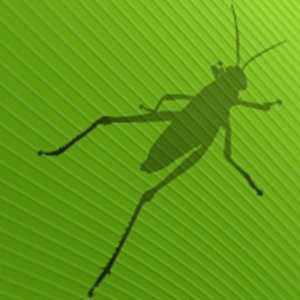 Grasshopper2